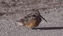 gif:49